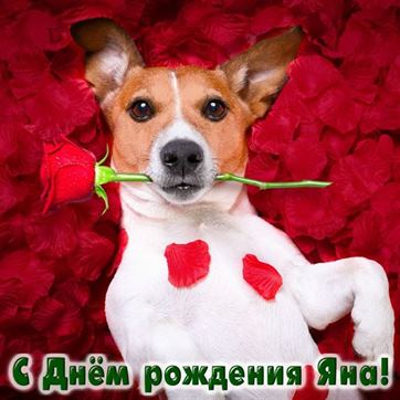 Смешная открытка с собачкой Яне в День рождения