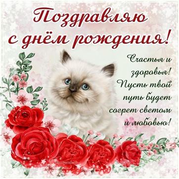 Милая картинка котика, поздравление с днём рождения