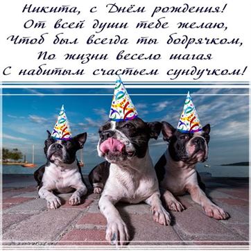 Смешная открытка с собаками и поздравлением для Никиты