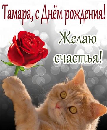 Котик с красной розой поздравляет Тамару с Днем рождения